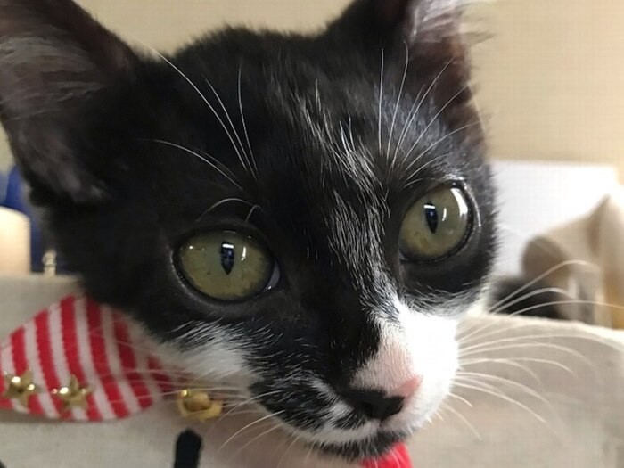 アズキちゃん、赤いストライプのタイがお似合い