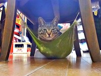 小さい頃からのお気に入り。飼い主さんお手製ハンモックでくつろぐキビくん（画像提供：やまざきうなむーさん）