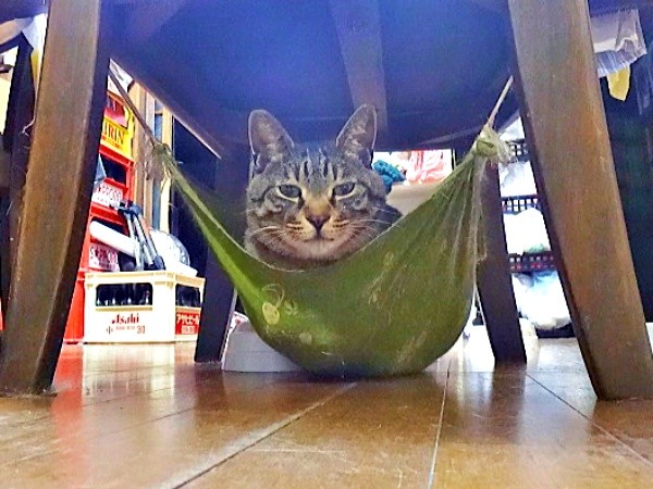 小さい頃からのお気に入り。飼い主さんお手製ハンモックでくつろぐキビくん（画像提供：やまざきうなむーさん）