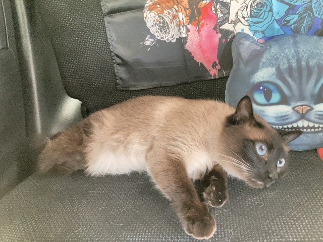 リラックスしているハリーくん…腕はムキムキです！