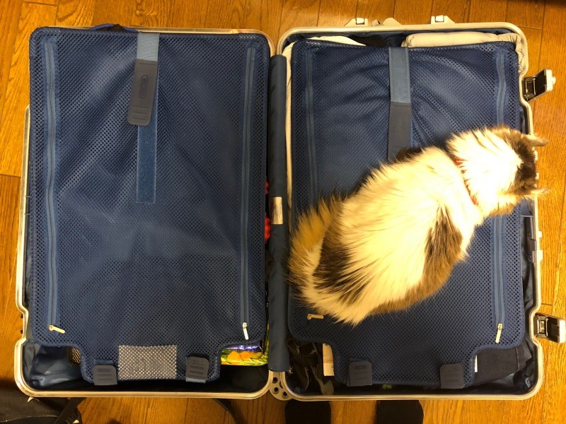 2019年のＧＷに出かけるとき、スーツケースに入って寝ていた、後ろ髪を引かれる思いだった