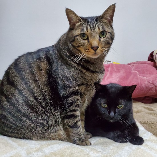 猫の1日は8時間サイクルで、人の約3倍のスピードで進みます。「シニアになるとこの時間感覚にズレが生じて昼夜逆転となることもあるそう。人が合わせるしかないのかもしれませんね」とＭさんに聞き、“超早寝早起き”を考えはじめた私です