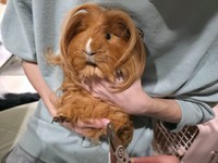 爪切りされるディカプリオくん／ペット専用アカウント：はるこっこのいきものたち（@kmmrkmkm）提供