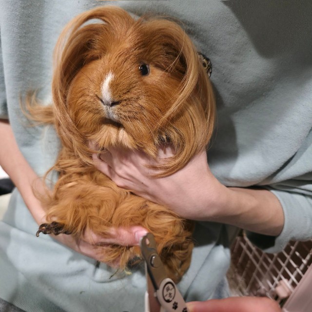 爪切りされるディカプリオくん／ペット専用アカウント：はるこっこのいきものたち（@kmmrkmkm）提供