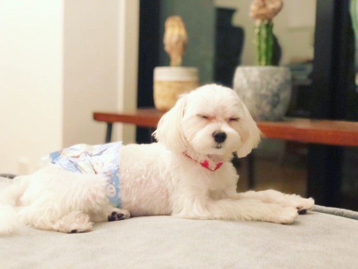 ムーちゃんはすっかり我が家になじんでます