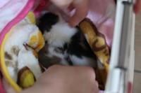 保護したばかりのレイカズ兄弟。よくぞ無事に生き抜いてくれました