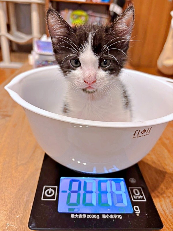 体重計にのるこはるちゃん（画像提供：T&A&Fさん）