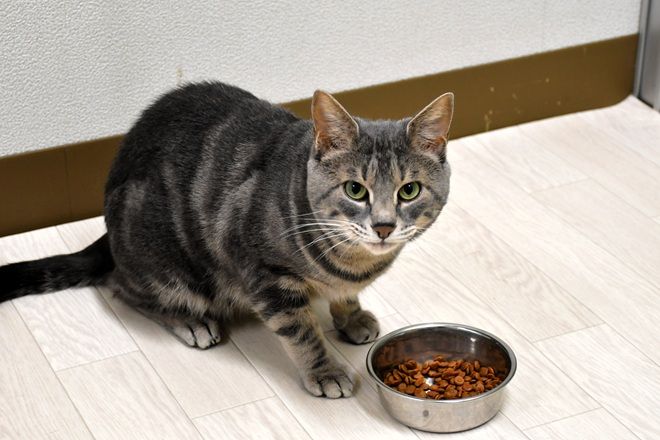 Iwate researchers: Food smells key to why cats leave meals unfinished