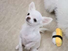 12歳の誕生日おめでとう！　むちむちボディのチワワ「あさひ」