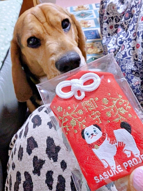 犬友さんからお守りをもらったしんたろうくん（画像提供：ともぞうさん）