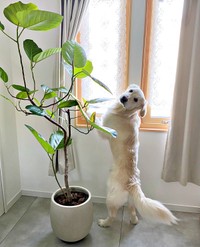 近所の猫をみつけて飼い主さんに報告するアスランくん（画像提供：Aslanさん）