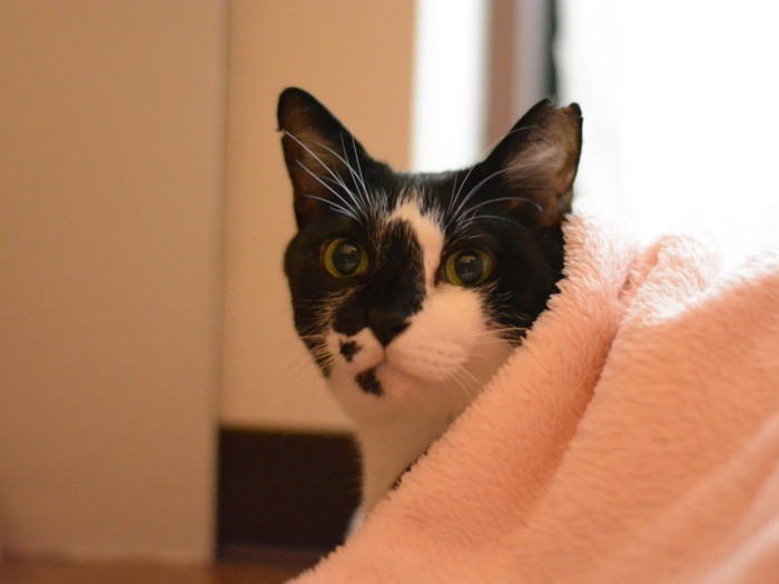 涼しくなると人恋しくなる？「今度誰かと寝てみようかな」（宏美さん提供）