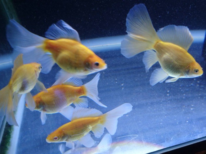 大好きな金魚を通して動物ボランティアと繫がり、かぼすと縁ができた