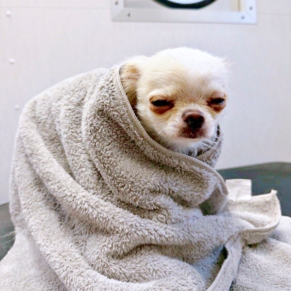 シャンプーを終えてタオルにくるまる弟くん（画像提供：チワワのお姉ちゃんとお兄ちゃんと弟くん）