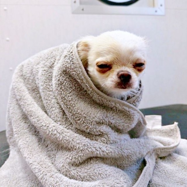 シャンプーを終えてタオルにくるまる弟くん（画像提供：チワワのお姉ちゃんとお兄ちゃんと弟くん）
