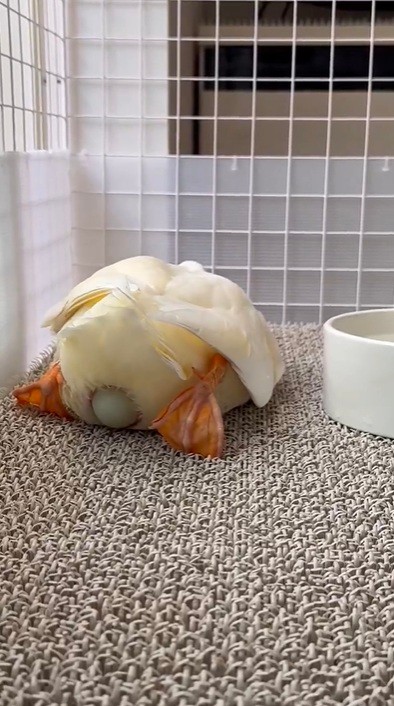 何度も力んで…