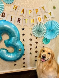 3歳のお誕生日を迎えたレアくん（画像提供：レア@3歳ゴールデンレトリバーさん）