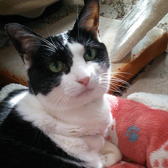 「このおうちに来てよかったな、お母さんもお父さんもお兄ちゃんもいて、自由にさせてくれる」（横野さん提供）