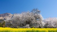 一心行の大桜（熊本県）（提供画像）