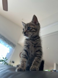 ソファの上に座る「あめ」くん（写真提供：株式会社若草プラス）