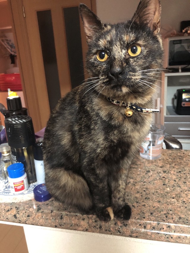 今は食欲旺盛で健康なクッシュちゃん。3カ月前となんら変わらない光景という（提供写真）