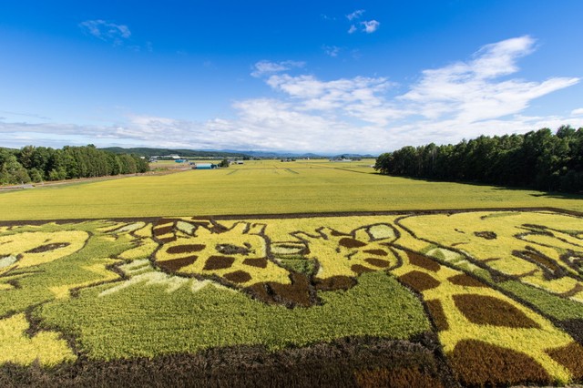 鷹栖町の田んぼアート（photoAC）