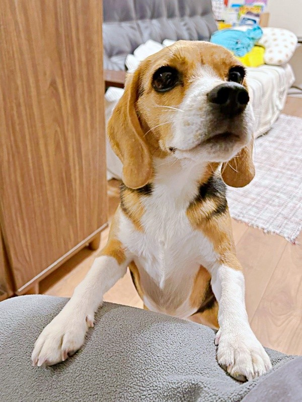 「甘えん坊さんが来ましたよ？」 飼い主さんをじっと見つめるこうめちゃん（画像提供：koumeさん）