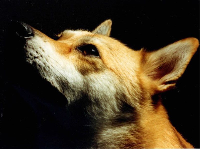 ５歳の頃、きりりとりりしい「ほれるなよ」（コノマエヨミ子さん提供）