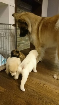 子犬たちに優しく接する染五郎くん（右）（提供写真）