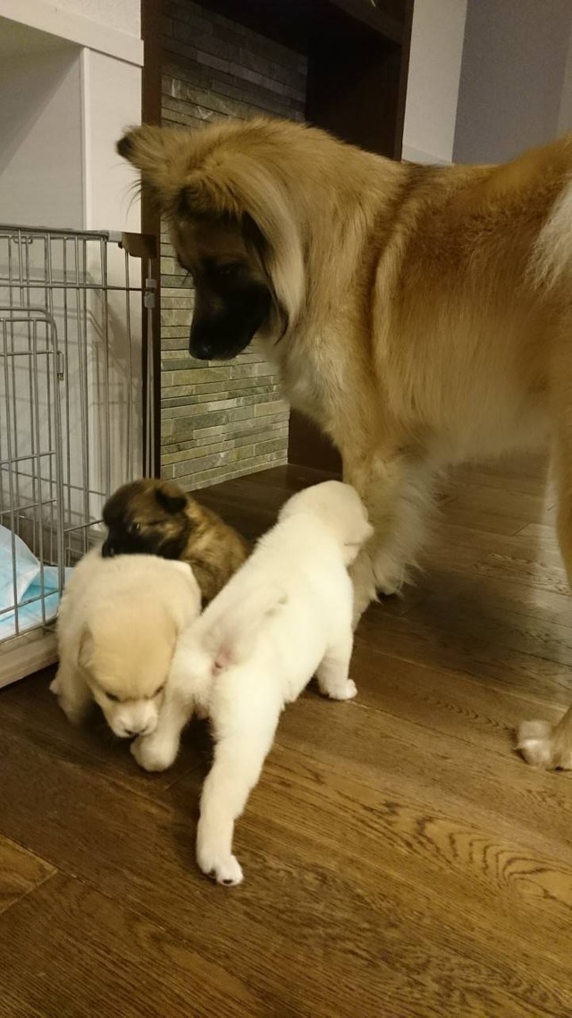 子犬たちに優しく接する染五郎くん（右）（提供写真）