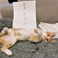 保護施設から迎えられたもずくくん（画像提供：mさん）