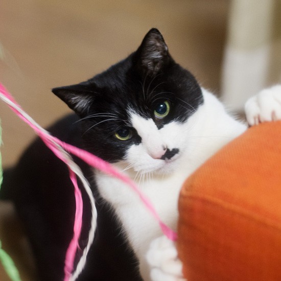 「夏でも冬でも、猫の遊びは同じだよ」（小林写函撮影）