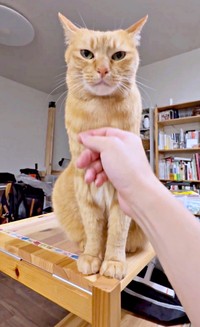 途中休憩。なでなでして、こいもちゃんのご機嫌をうかがいます（画像提供：こいもちゃんさん）