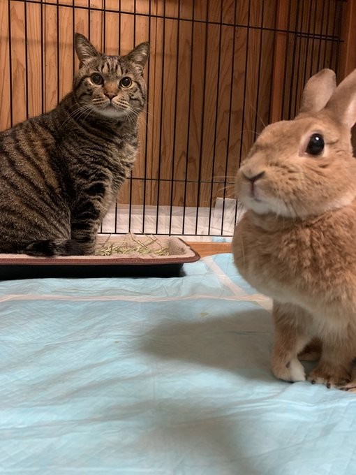 徐々に絆を深めていった2匹