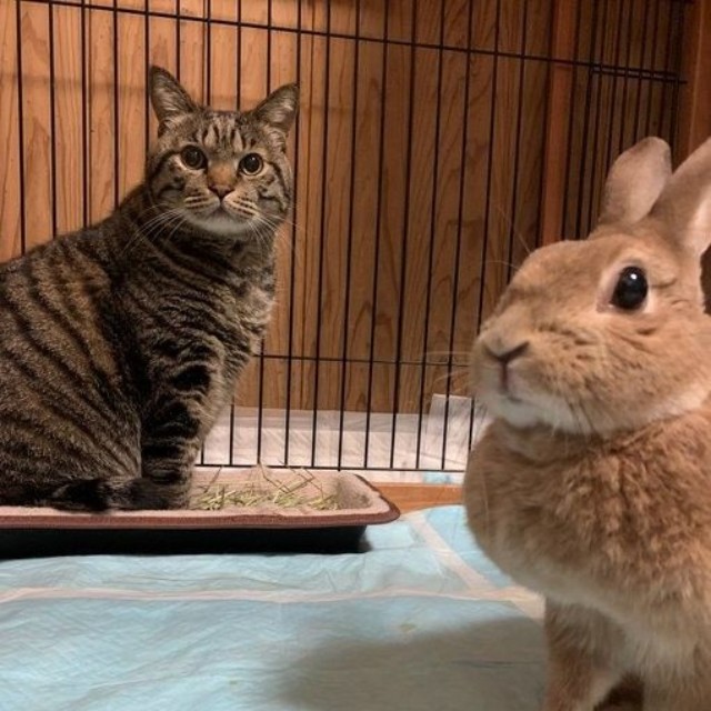 徐々に絆を深めていった2匹