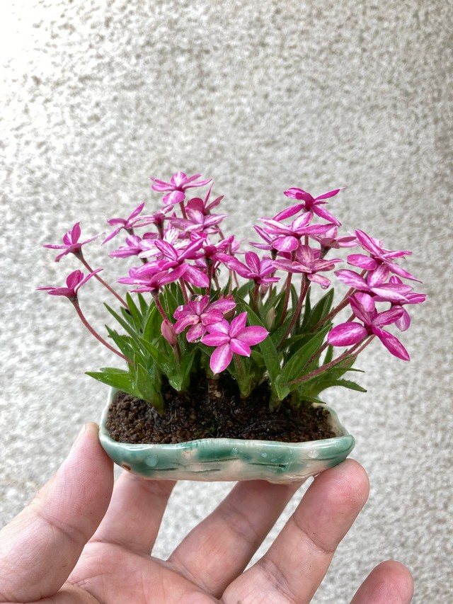 お花が咲く盆栽も