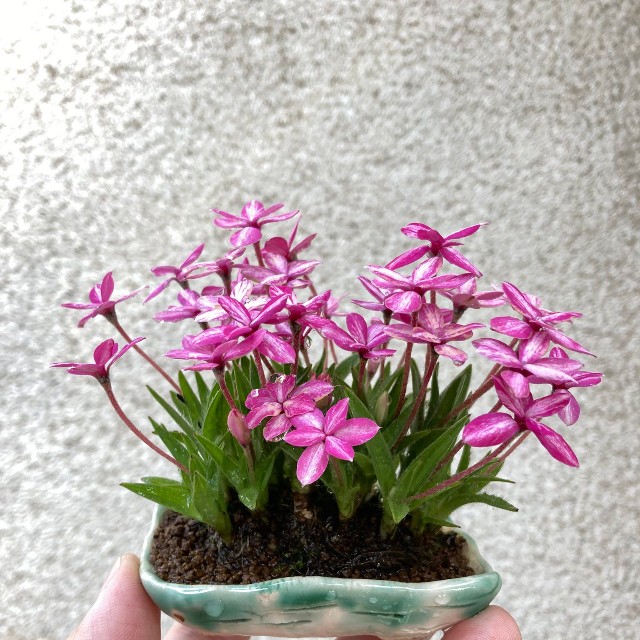 お花が咲く盆栽も