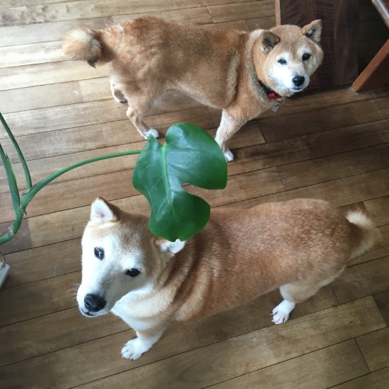 ただただかわいい！