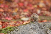 ほっぺがぱんぱんのシマリスさん（画像提供：yupi_hokkaidoさん）