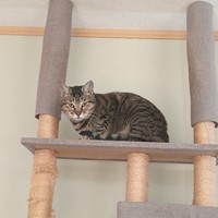 同じくキャリーに入れられ、怒りの声を上げていたのはごまちゃん（moroさん提供）