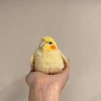 正面から見るあまりにリアルなオカメインコ（提供：monzoさん）