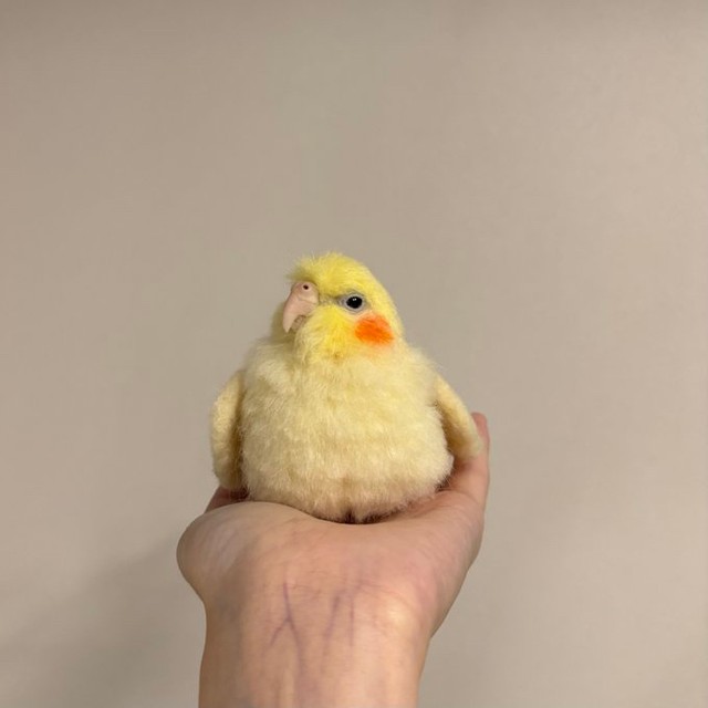 正面から見るあまりにリアルなオカメインコ（提供：monzoさん）