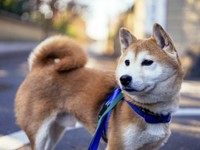 里親さんから送られてきたたくの凛々しい姿