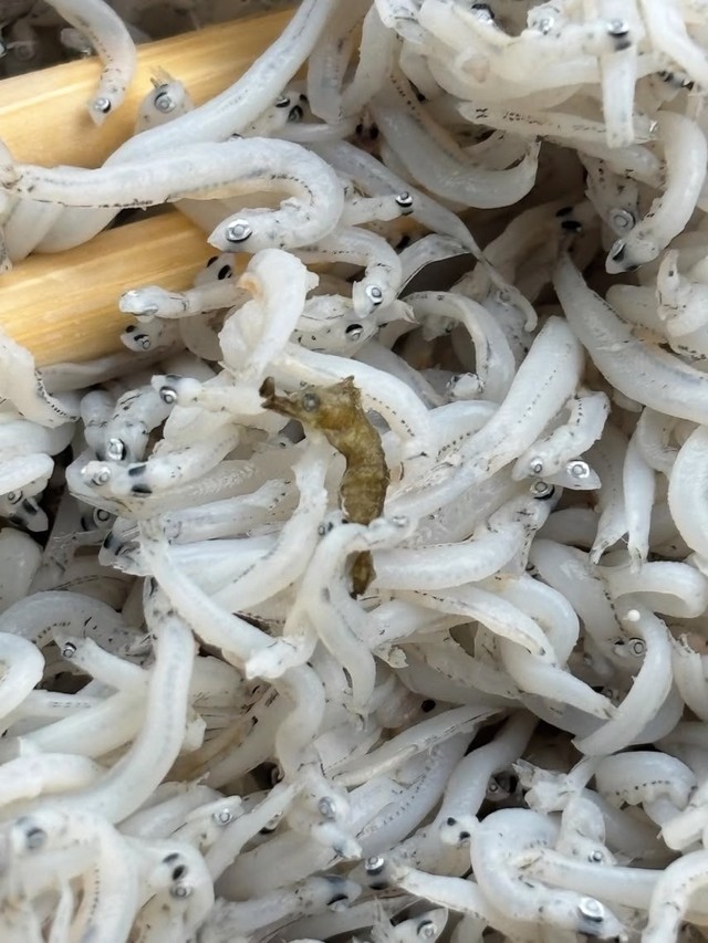 カタクチイワシとほぼ同じサイズだったというタツノオトシゴ／もりやんさん（@moriyan18）提供