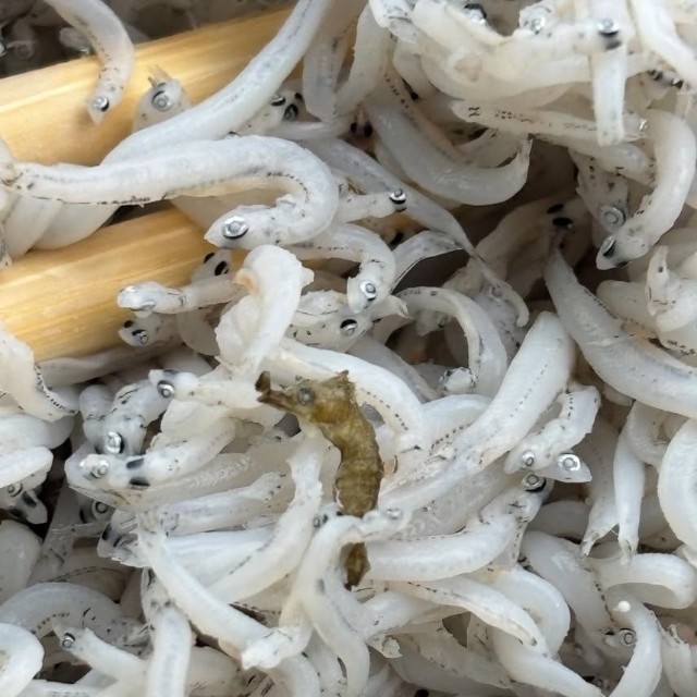 カタクチイワシとほぼ同じサイズだったというタツノオトシゴ／もりやんさん（@moriyan18）提供