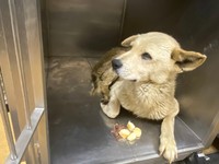 保健所収容当時は美味しそうなおやつが目の前にあっても食べられず（写真提供＝ALL AS ONE）