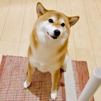飼い主さんが帰宅。次の瞬間、まろんちゃんが見せた仕草が話題に（画像提供：シヴァイヌ まろんさん）