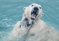 プールで絡むモモと豪太＝2025年 男鹿水族館GAO提供