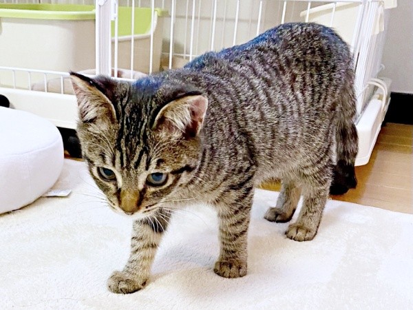 2020年12月25日、家に来たとき、生後4カ月の椿ちゃん（画像提供：ねここさん）