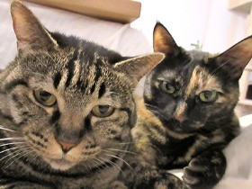 猫の日に思う「良い飼い主」の条件　気持ちを通じ合わせるには？